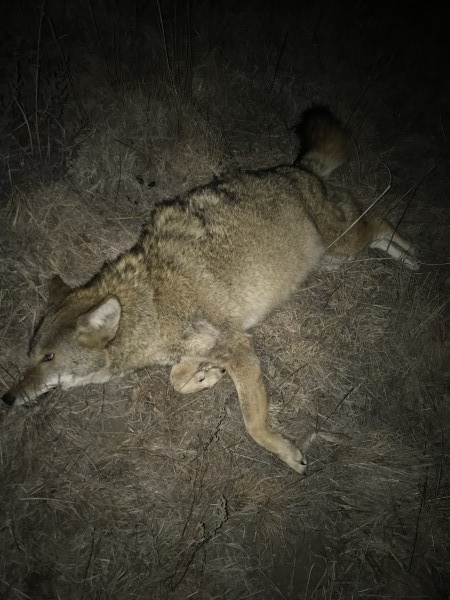 Coyote hunting in Kansas 17 1