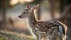 Whitetail Deer Fawn in Kansas