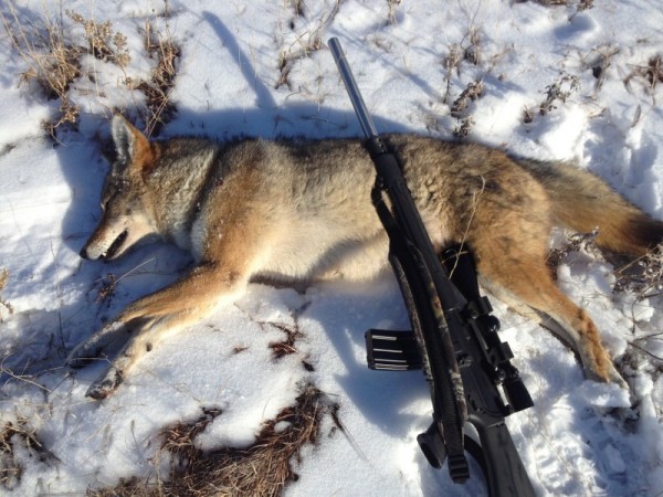 Kansas Coyote Hunts 2