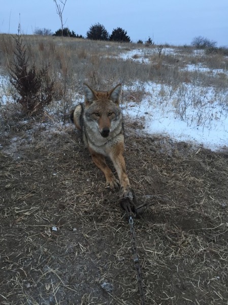 Coyote Trapping in Kansas 17