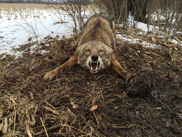 Predator hunting in Kansas