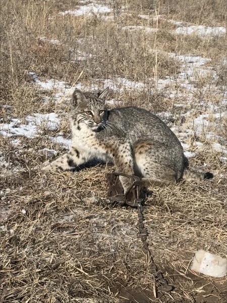 Trapping in Kansas 17