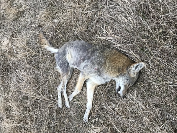 Kansas coyote Hunting Outfitter 16
