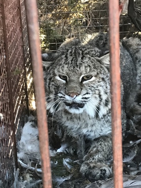 Kansas Bobcat Trappping 17