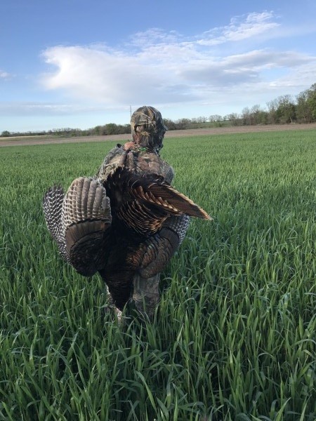 Kansas Turkey hunts 17
