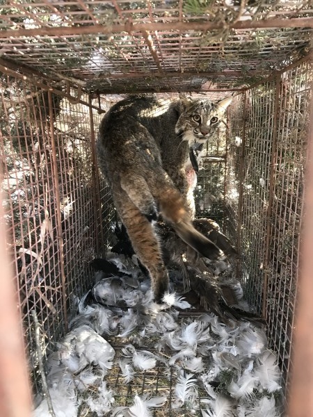 Kansas Bobcat tapping 17