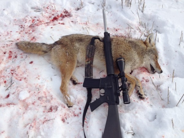 Kansas Coyote hunts 3